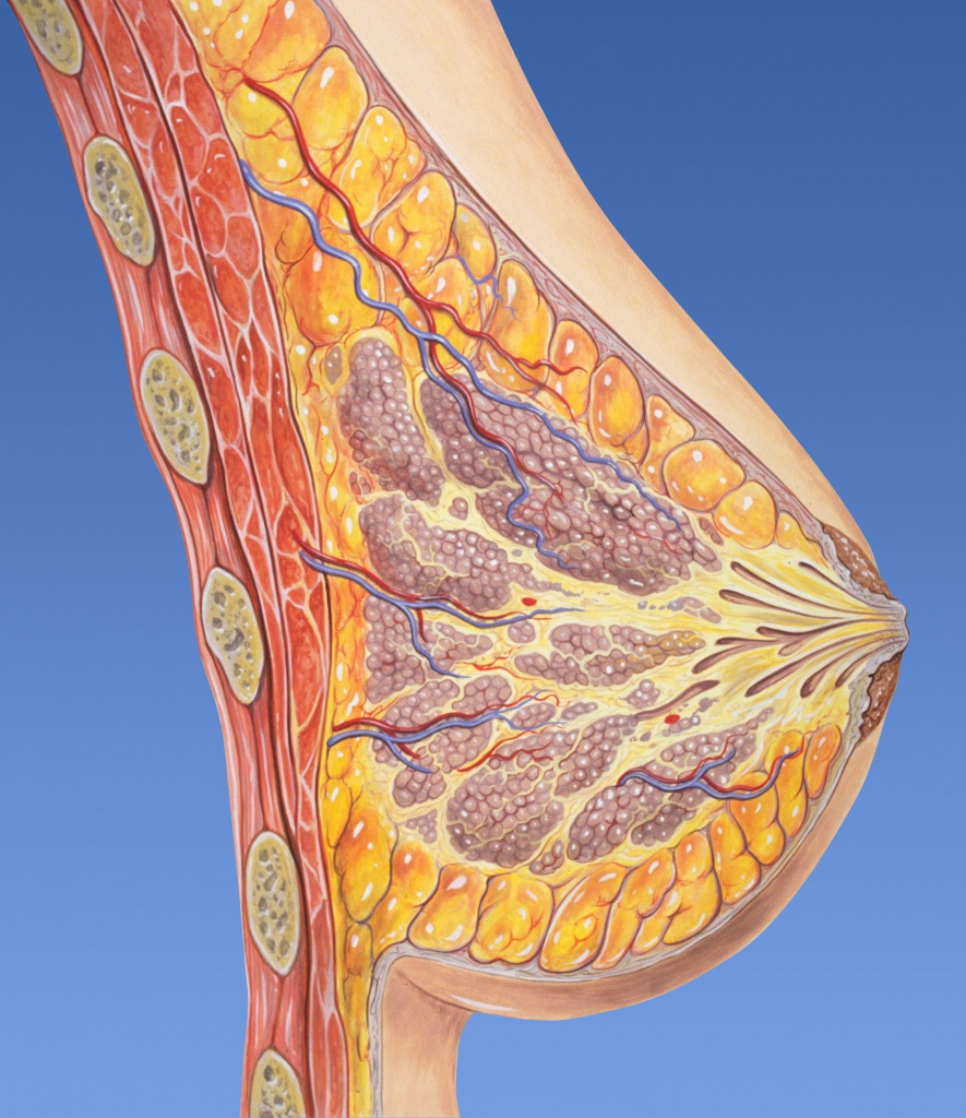 анатомия молочной железы
